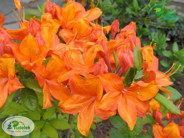 Azalia Glowing Embers